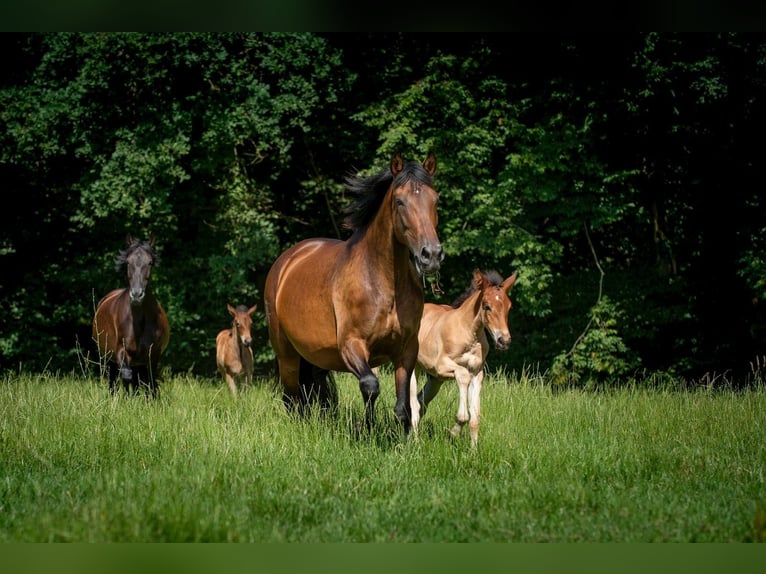 PRE Mix Merrie 16 Jaar in Ruppichteroth