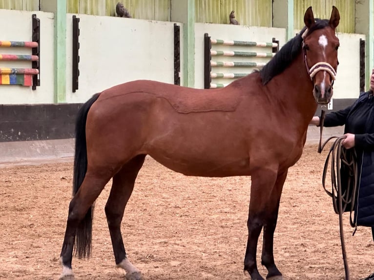 PRE Merrie 17 Jaar 155 cm Bruin in Bockenau