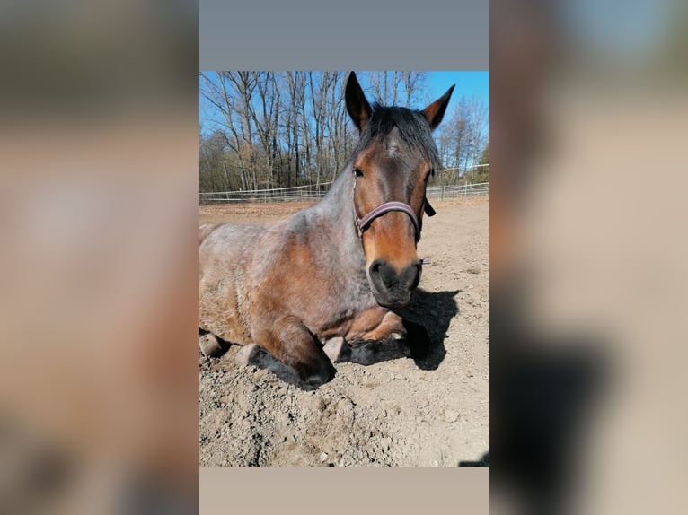 PRE Mix Merrie 17 Jaar 158 cm Roan-Red in Marloffstein