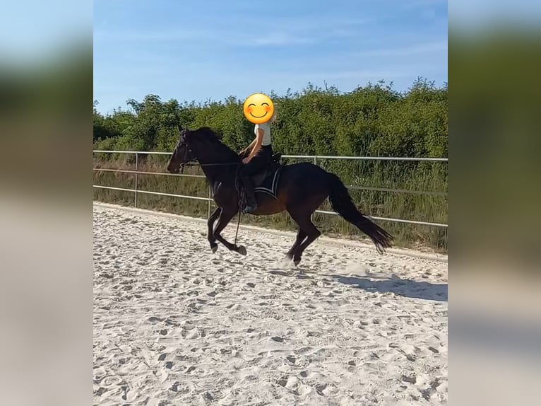 PRE Mix Merrie 17 Jaar 161 cm Donkerbruin in Adelsheim