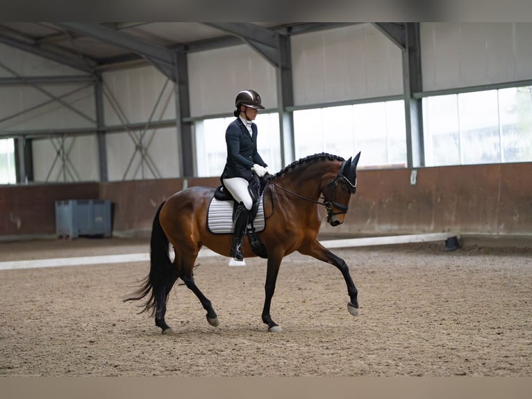 PRE Merrie 17 Jaar 162 cm Bruin in Aalsmeer