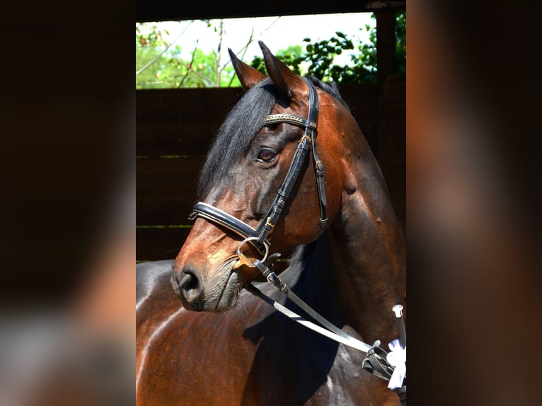 PRE Mix Merrie 17 Jaar 165 cm Bruin in Hannover