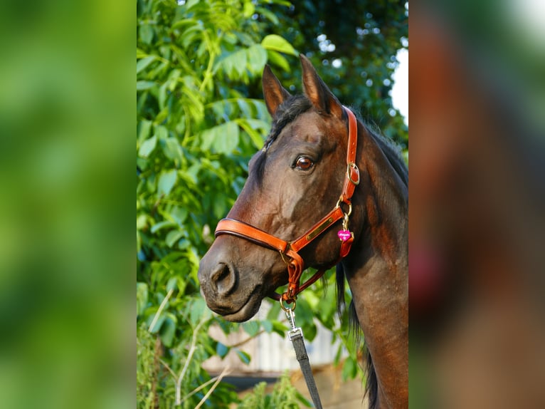 PRE Mix Merrie 17 Jaar 165 cm Bruin in Hannover