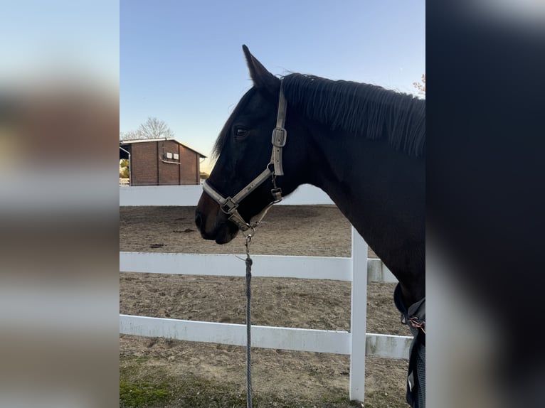 PRE Mix Merrie 17 Jaar 165 cm Bruin in Hannover