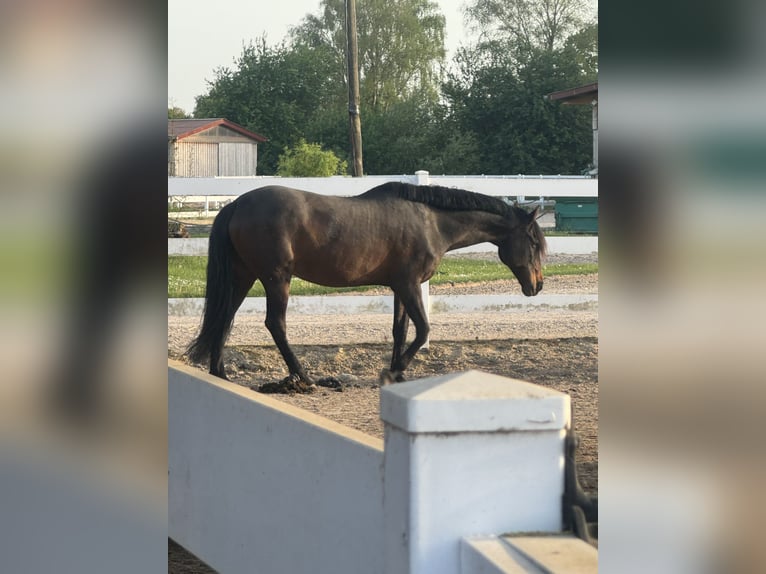 PRE Mix Merrie 17 Jaar 165 cm Bruin in Hannover