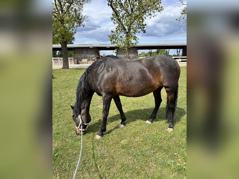 PRE Mix Merrie 17 Jaar 165 cm Bruin in Hannover