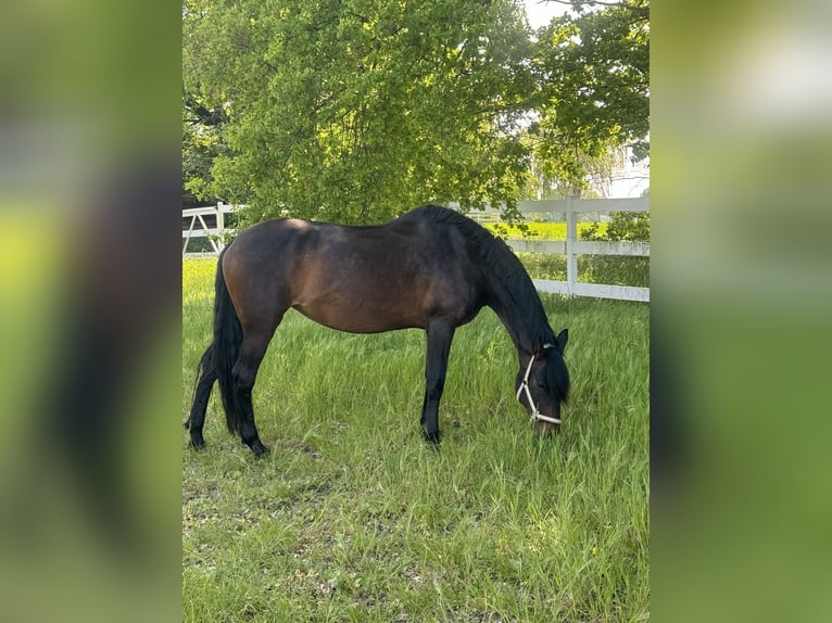 PRE Mix Merrie 17 Jaar 165 cm Bruin in Hannover
