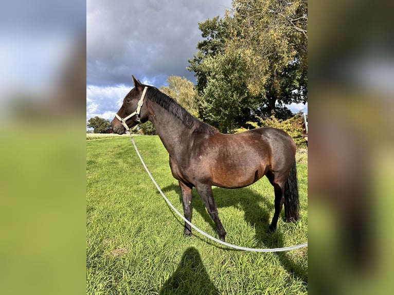 PRE Mix Merrie 17 Jaar 165 cm Bruin in Hannover