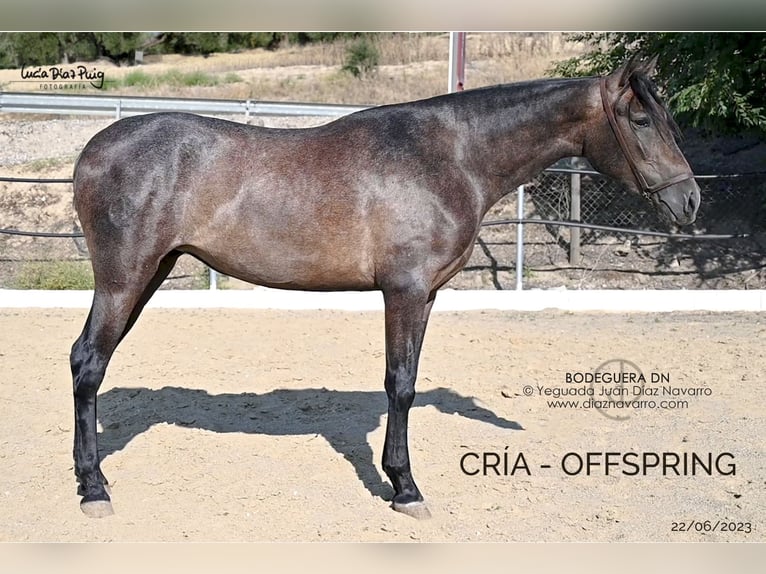 PRE Mix Merrie 17 Jaar 166 cm Bruin in Arjona