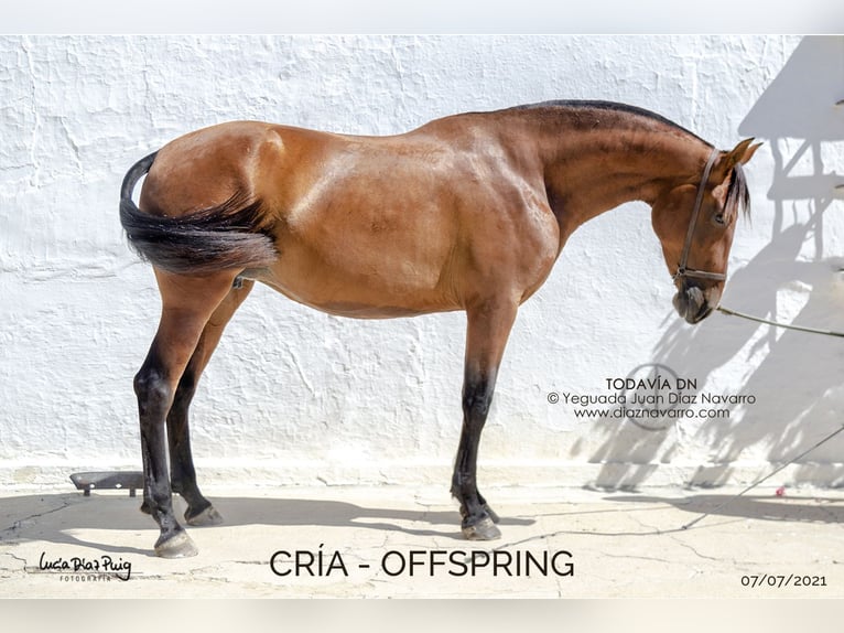 PRE Mix Merrie 17 Jaar 166 cm Bruin in Arjona