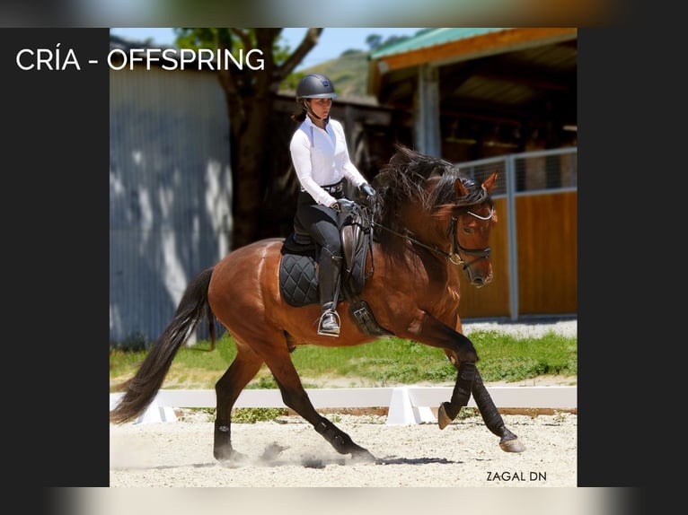 PRE Mix Merrie 17 Jaar 166 cm Bruin in Arjona