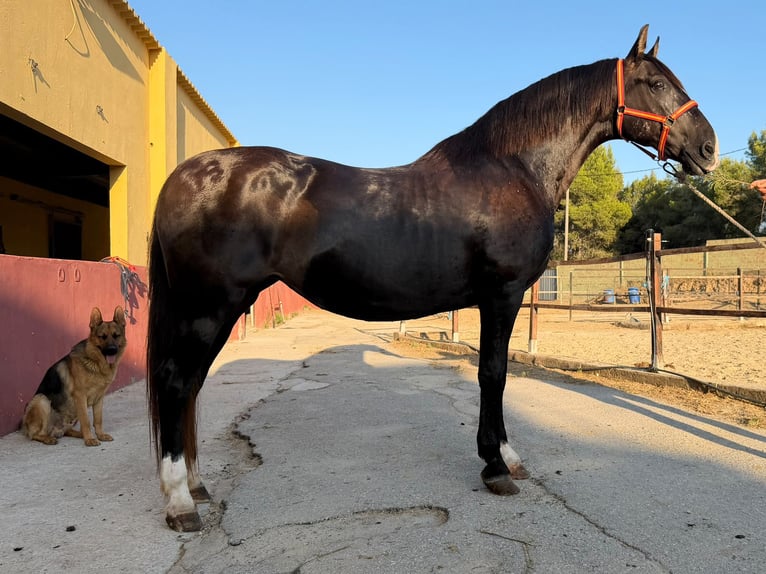 PRE Mix Merrie 17 Jaar 167 cm Zwart in Terrassa