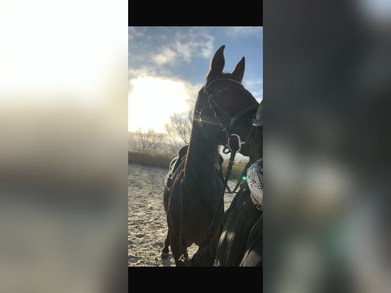 PRE Merrie 18 Jaar 153 cm Zwart in Butjadingen
