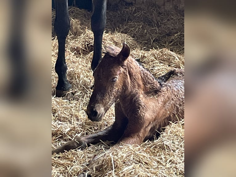 PRE Mix Merrie 19 Jaar 158 cm Grullo in Achstetten