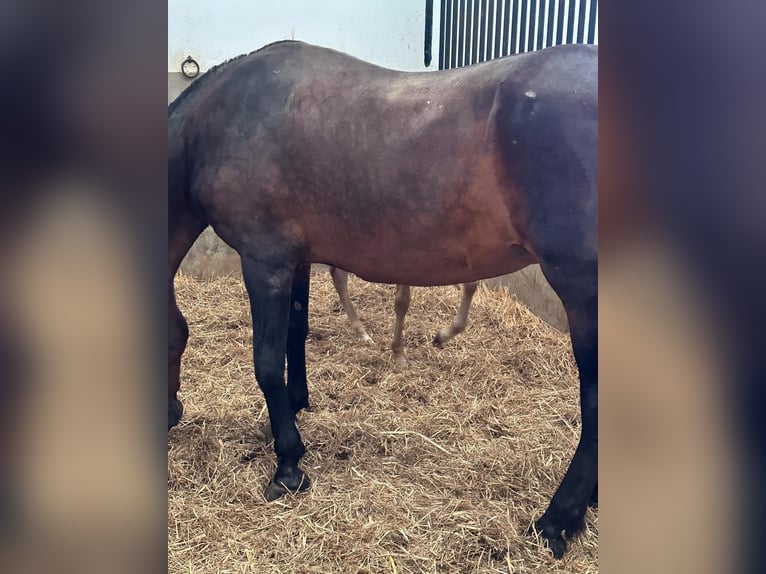 PRE Mix Merrie 19 Jaar 172 cm Bruin in ALMODOVAR DEL RIO