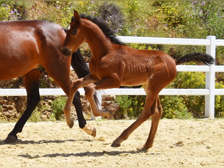 PRE Merrie 1 Jaar 125 cm Bruin in Provinz Malaga