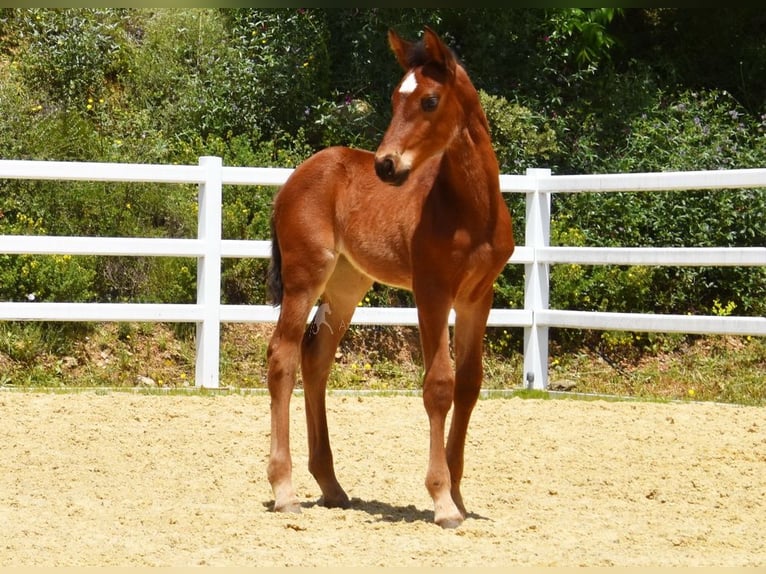 PRE Merrie 1 Jaar 125 cm Bruin in Provinz Malaga