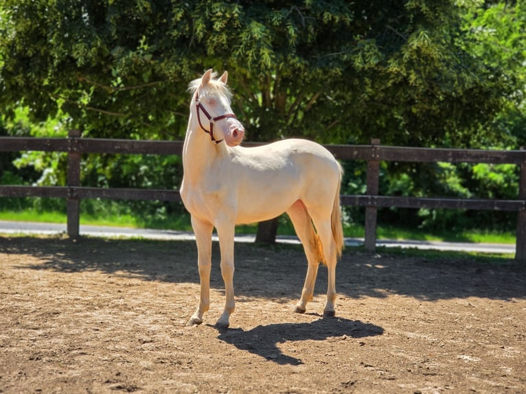 PRE Mix Merrie 1 Jaar 135 cm Perlino in Visz