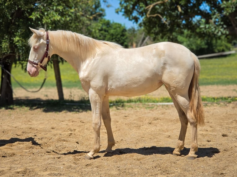 PRE Mix Merrie 1 Jaar 135 cm Perlino in Visz