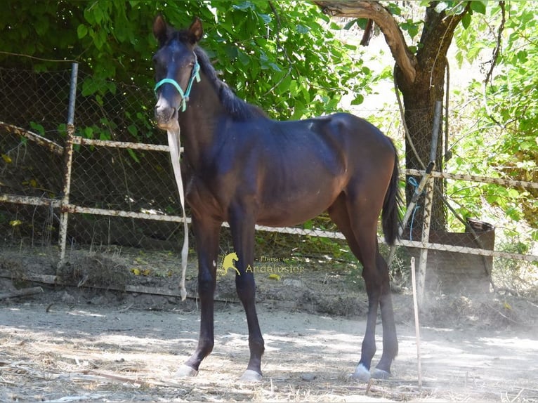 PRE Merrie 1 Jaar 137 cm Zwart in Provinz Cordoba