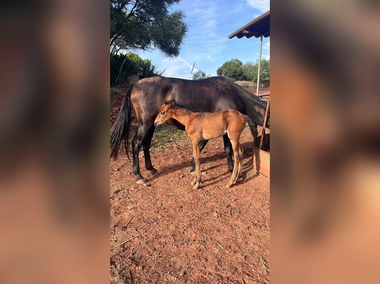 PRE Merrie 1 Jaar 141 cm Zwartbruin in Mao