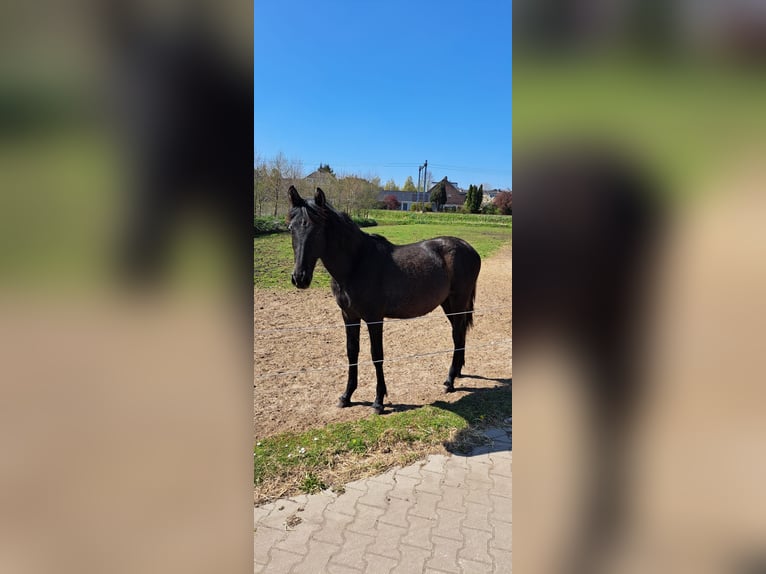 PRE Mix Merrie 1 Jaar 144 cm Schimmel in Santpoort-Zuid