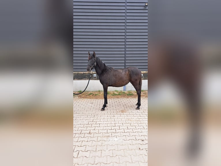 PRE Mix Merrie 1 Jaar 144 cm Schimmel in Santpoort-Zuid