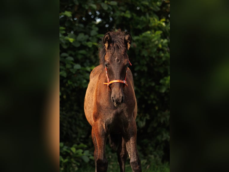 PRE Mix Merrie 1 Jaar 144 cm Schimmel in Santpoort-Zuid