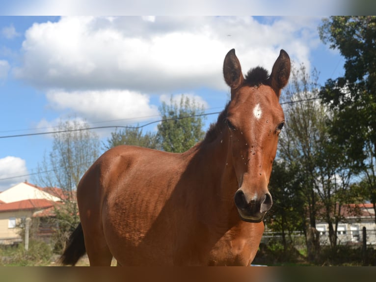 PRE Mix Merrie 1 Jaar 146 cm Roodbruin in San Cibrao Das Viñas (Capital)