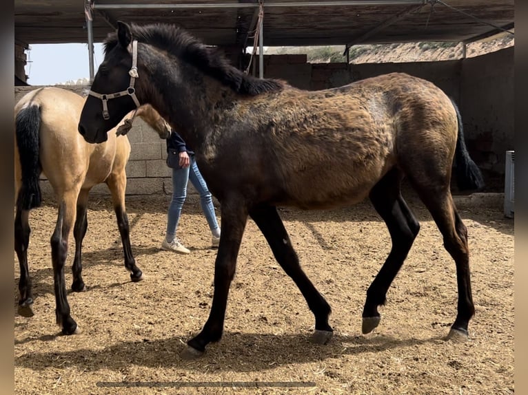 PRE Merrie 1 Jaar 147 cm in Baza