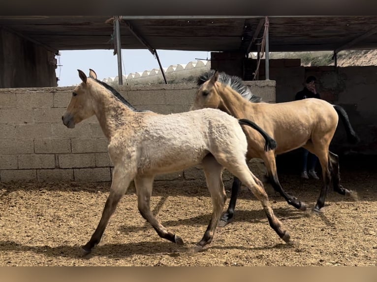 PRE Merrie 1 Jaar 147 cm in Baza