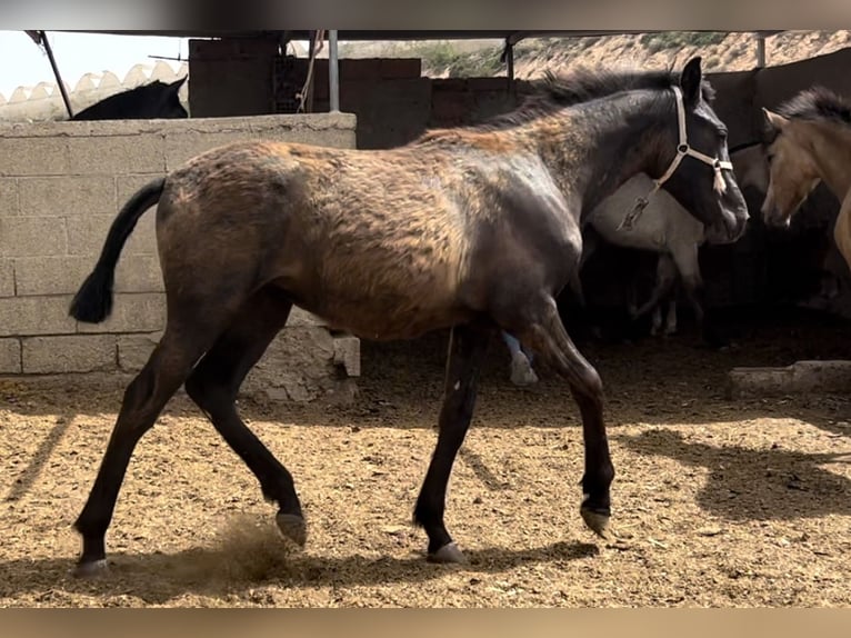 PRE Merrie 1 Jaar 147 cm in Baza