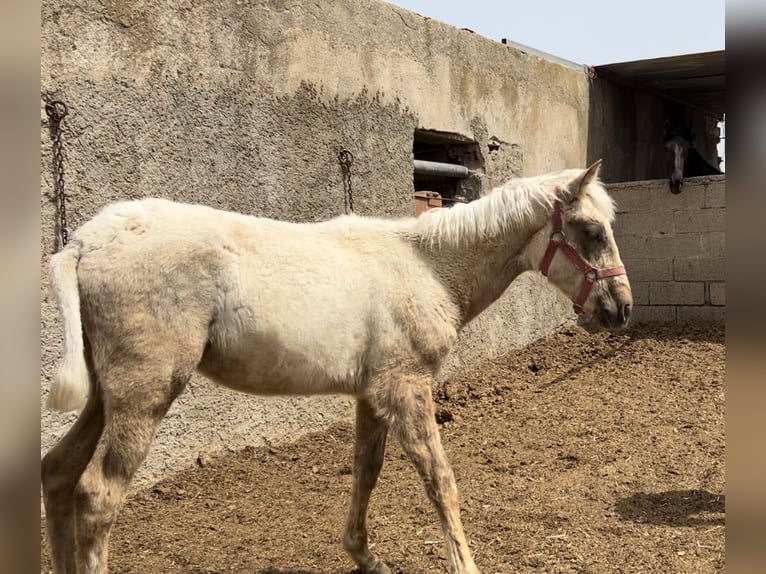 PRE Merrie 1 Jaar 147 cm in Baza