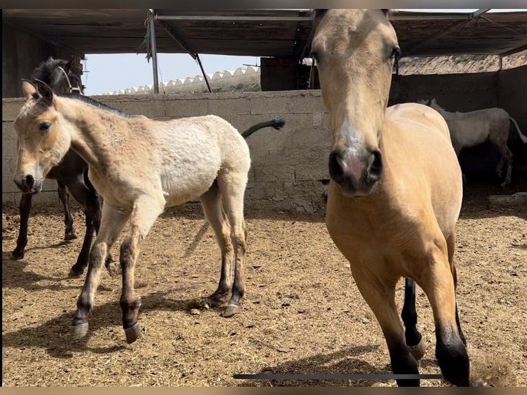 PRE Merrie 1 Jaar 147 cm in Baza