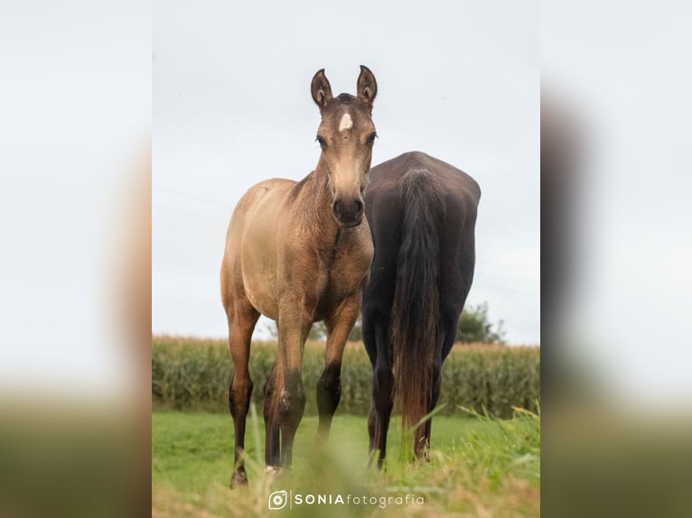 PRE Mix Merrie 1 Jaar 148 cm Falbe in Boquerizo