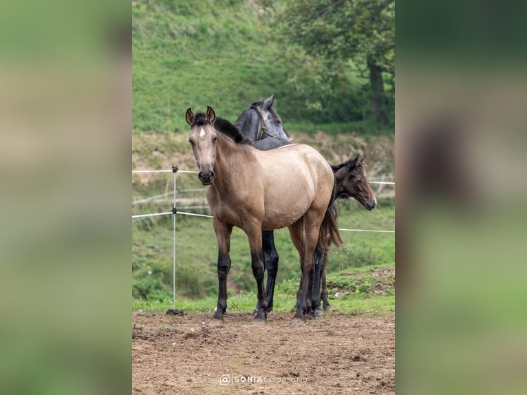 PRE Mix Merrie 1 Jaar 148 cm Falbe in Boquerizo