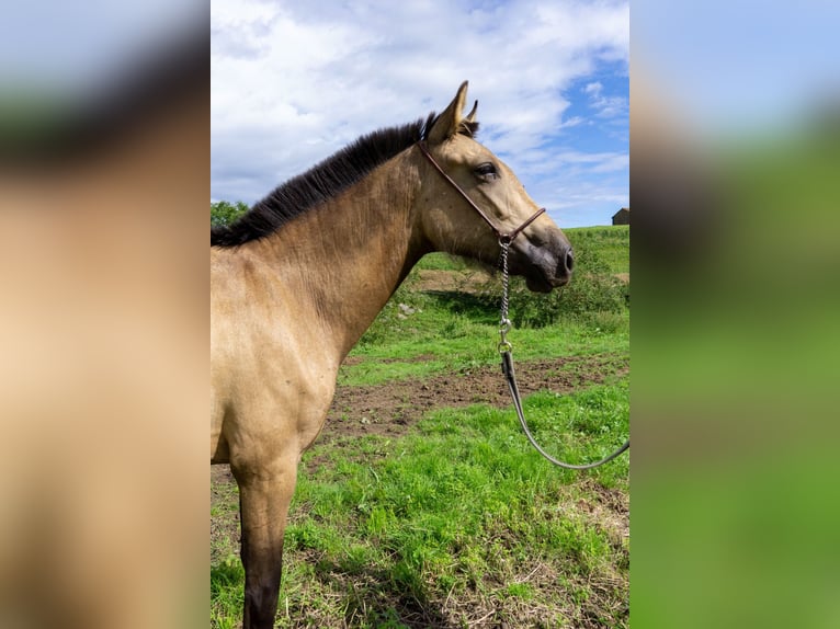 PRE Mix Merrie 1 Jaar 148 cm Falbe in Boquerizo