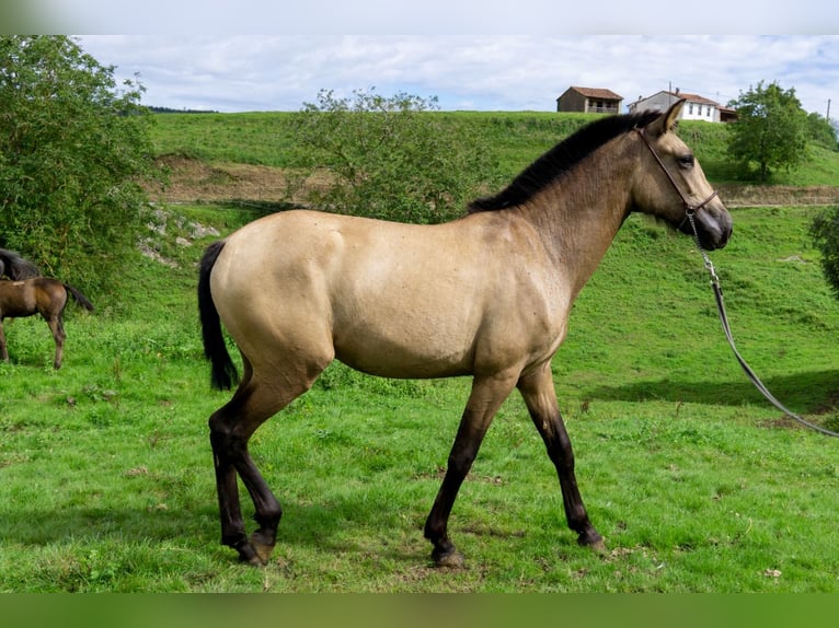 PRE Mix Merrie 1 Jaar 148 cm Falbe in Boquerizo