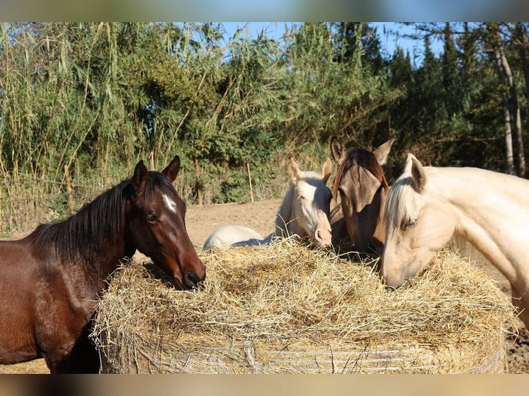 PRE Mix Merrie 1 Jaar 150 cm Bruin in Castello D&#x27;Empuries