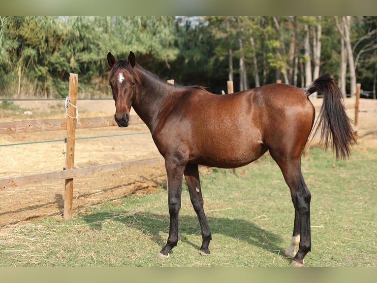 PRE Mix Merrie 1 Jaar 150 cm Bruin in Castello D&#x27;Empuries