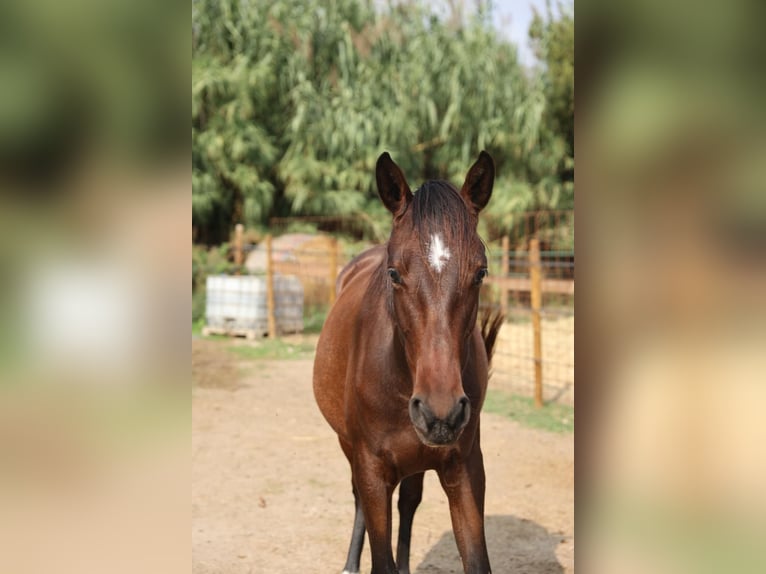 PRE Mix Merrie 1 Jaar 150 cm Bruin in Castello D&#x27;Empuries