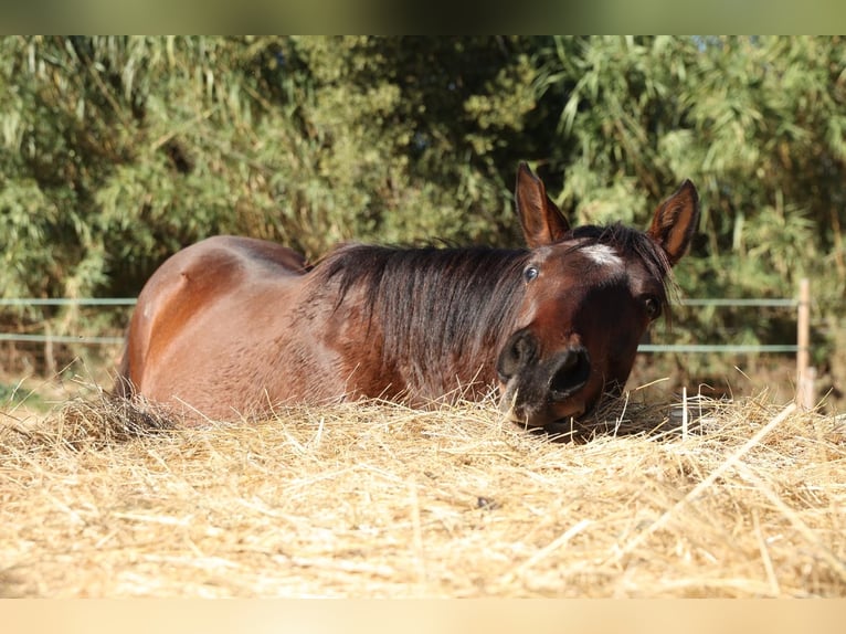 PRE Mix Merrie 1 Jaar 150 cm Bruin in Castello D&#x27;Empuries