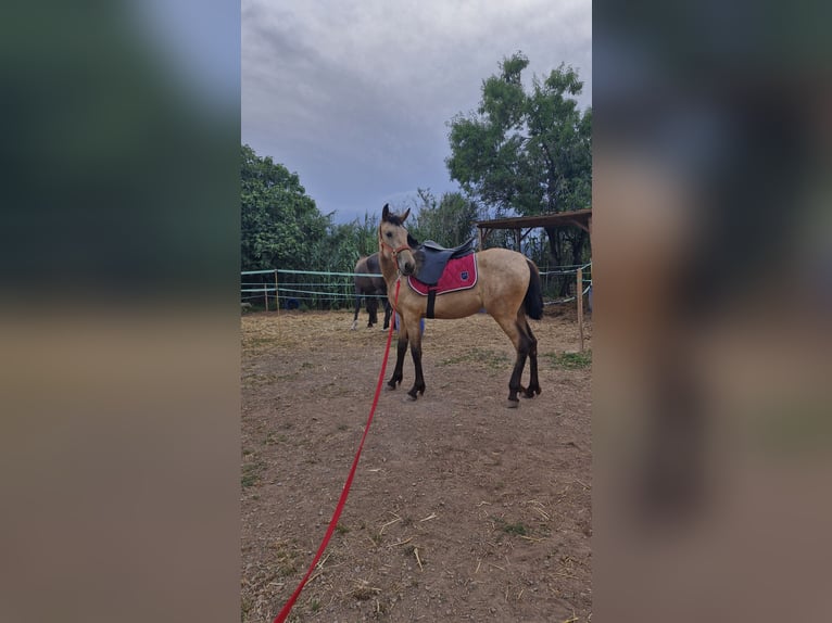 PRE Mix Merrie 1 Jaar 150 cm Falbe in Manresa