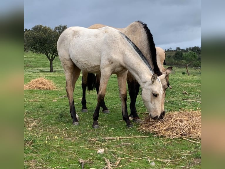 PRE Merrie 1 Jaar 150 cm Falbe in El Cerro De Andevalo