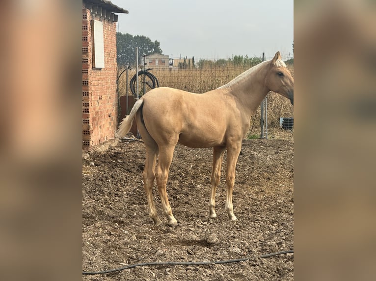 PRE Mix Merrie 1 Jaar 150 cm Palomino in Fondarella