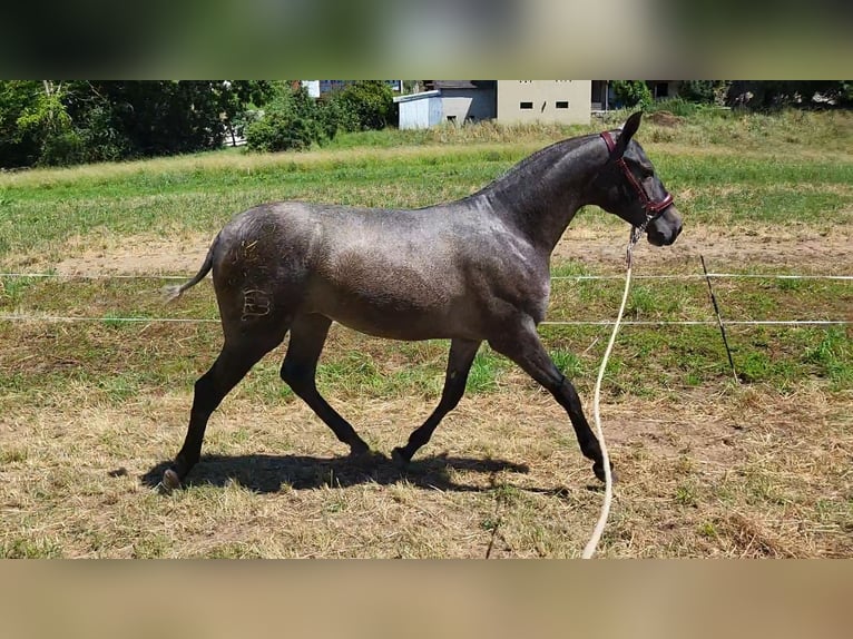 PRE Merrie 1 Jaar 150 cm Schimmel in Pola de Laviana