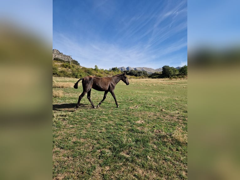 PRE Merrie 1 Jaar 150 cm Zwart in La Vecilla De Curueño