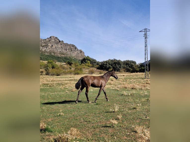 PRE Merrie 1 Jaar 150 cm Zwart in La Vecilla De Curueño
