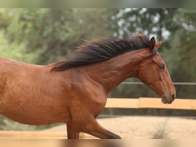 PRE Mix Merrie 1 Jaar 151 cm Bruin in Speyer