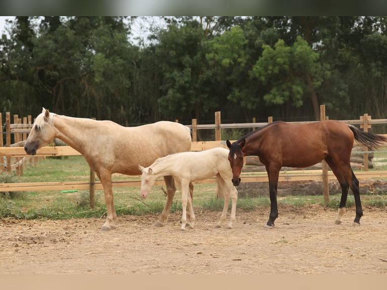 PRE Mix Merrie 1 Jaar 151 cm Bruin in Speyer